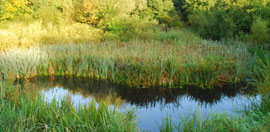 Lagan Meadows