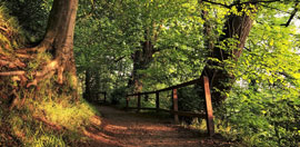 Belvoir Park Forest